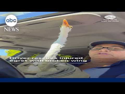 Driver rescues injured egret with broken wing