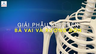 Xương đòn và bả vai: Xương, Khớp và Vận động