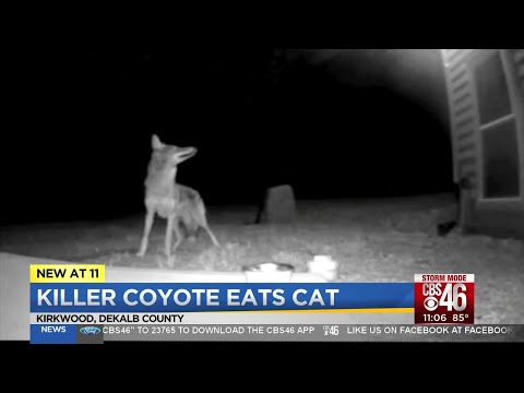 Killer coyote eats cat