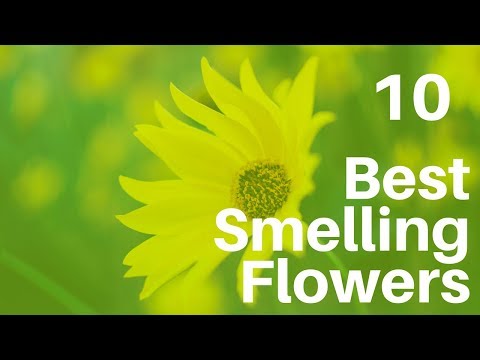 Top 10 Fragrant Flowers