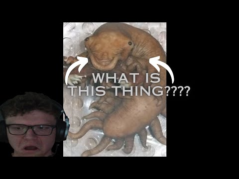 SCP-1550 - Dr. Wondertainment's Custom-Pets™ : Object Class: Safe : Adaptive SCP(REACTION)