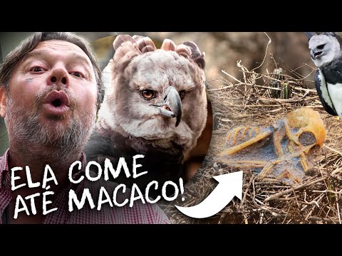 HARPIA, O MAIOR PREDADOR DOS CÉUS! | RICHARD RASMUSSEN