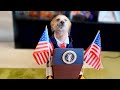 Funniest Pet Videos Ever DEFAULT Thumbnail