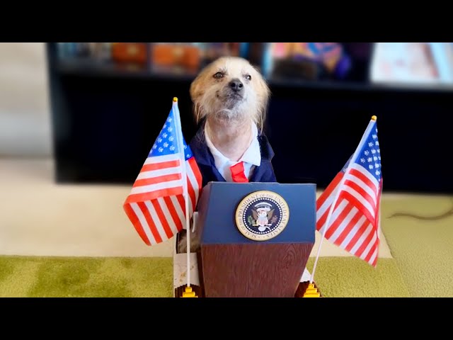 Funniest Pet Videos Ever SDDEFAULT Thumbnail