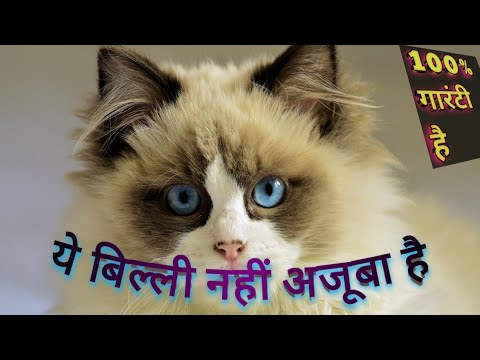 Dangerous cats and beautiful movement and relaxing music 4k HD