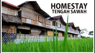 Bikin Hati Adem, Homestay Murah dengan Nuansa Persawahan di Jogja - Yuk Nginep