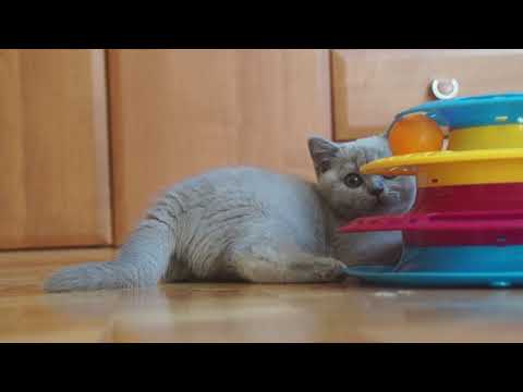 Jarmila Lazy Town*PL