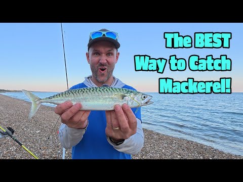 Follow these EASY Steps to Catch More Mackerel
