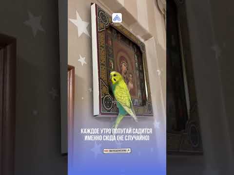 Попугай ВЫБРАЛ это место сам — и молится здесь каждый день