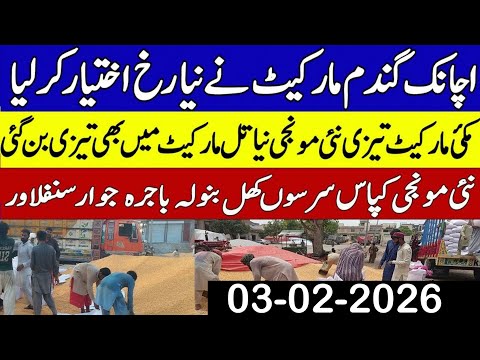 Today Wheat price in punjab//گندم کا ریٹ2026/munji makki till sarso/Galla mandi rate today 2026