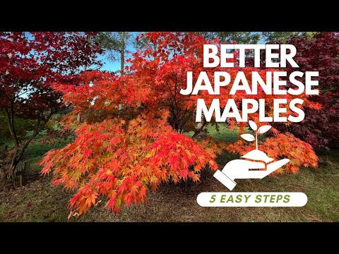 Better Japanese Maple gardening for autumn colour, in 5 easy steps
