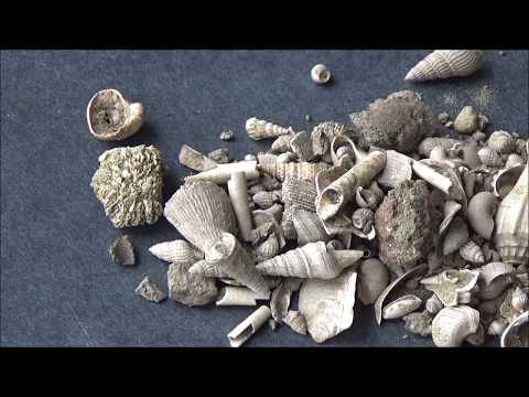 Fossilized gastropods from Stone City Formation, Texas, Eocene