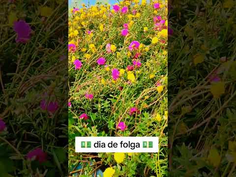 aproveitando meu dia de folga na cidade de Juruá Amazonas