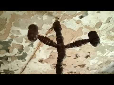 Pustostan w Piasecznie; Abandoned house in Piaseczno