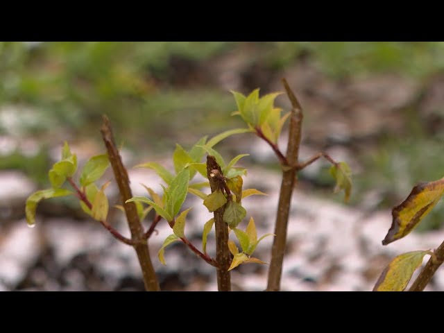 Пока одни благоустраивают, другие - портят