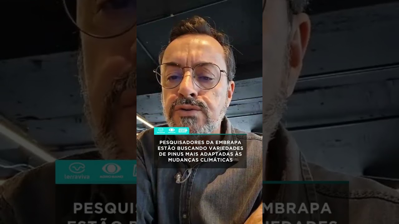Pinus mais resistente às mudanças climáticas!