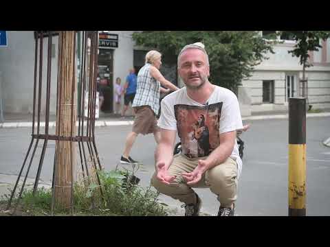 TATULA jedna od najotrovnijih biljaka Balkana