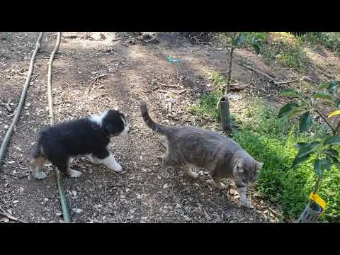 oisin in the garden and the cat 7 weeks