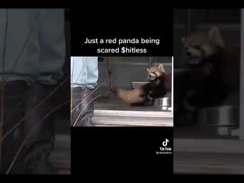 Poor red panda gets scared to death tiktok by dorkyeric