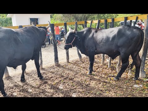 , title : 'FEIRA DO GADO NO BOLA EM PANELAS-PE    28-05-2023  #nordeste'