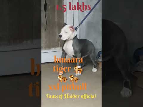 American bully xxl #bullylover #trending #trending #trending #tauseef #americanbully #pitbulldog