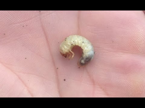 94. Feldexkursion: Maiszünsler bekämpfen - NU Agrar, 13.06.2018