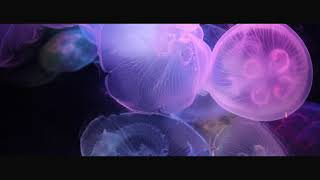 Download lagu Leonie Kingdom - Cellito - Lyric Video mp3 Download lagu Leonie Kingdom - Cellito - Lyric Video mp3