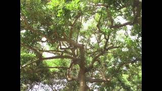 Camille - Quand je marche