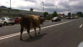 Meanwhile in Romania...