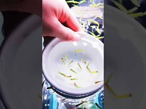 Danio Green Apple Neon 1