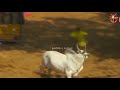 Alanganallur Jallikattu WhatsApp Status Tamil Karur Vellai