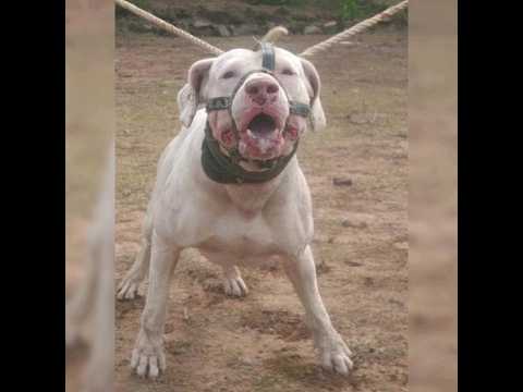 Gouldong Pakistani Bulldog, why there are no dogs of this breed in Europe and North America