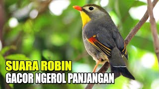 Download lagu KICAU BURUNG ROBIN GACOR NGEROL PANJANG SUARA KERAS DI KANDANG AVIARY SEDERHANA mp3 Download lagu KICAU BURUNG ROBIN GACOR NGEROL PANJANG SUARA KERAS DI KANDANG AVIARY SEDERHANA mp3