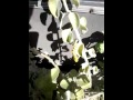 A Beautiful Caterpillar