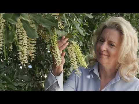 Macadamias Australia Visitor Experience