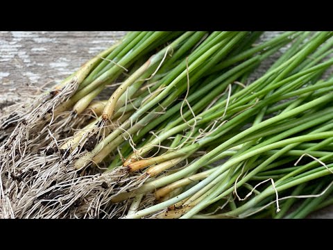 Part 2 seedling maintenance and planting: grow BIG ONIONS from seed
