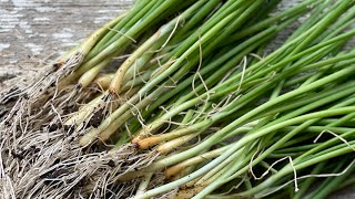Grow BIG ONIONS from seed: Part 2 seedling maintenance and planting