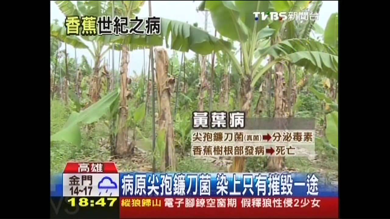 香蕉愛滋正蔓延 科學家警告恐無蕉