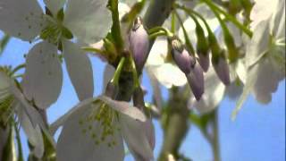 Tuomo - Fear of love