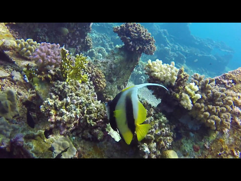 Egypt Red Sea Scuba Diving - North and Wrecks Liveaboard (HD)