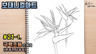 Bird of paradise drawing | 극락조화 스케치 | Flower Botanical Art