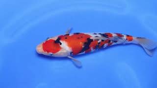 video van Sanke SA-V24-11107