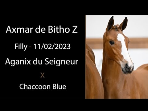 Axmar de Bitho Z