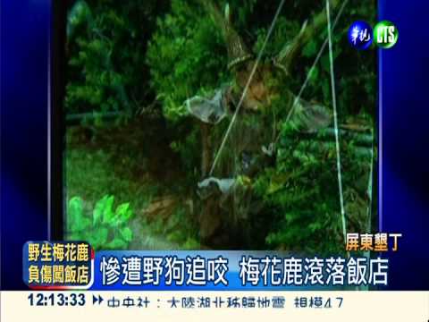 受傷梅花鹿闖飯店 驚嚇過度而亡