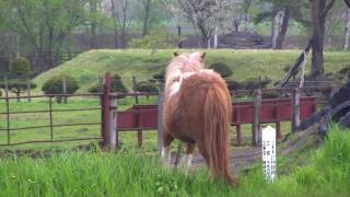 preview picture of video '早朝の馬 @北海道小清水町 Horse at the morning in Koshimizu Hokkaido'