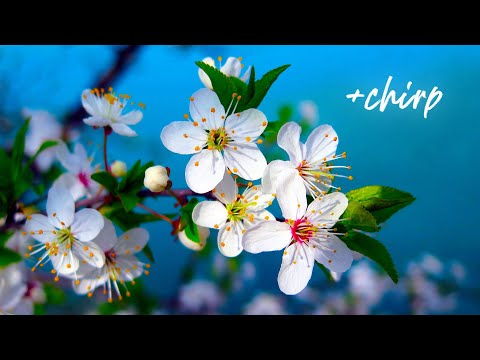 Morning Relaxing Music - Piano Music, Positive Music, Study Music (Madison)