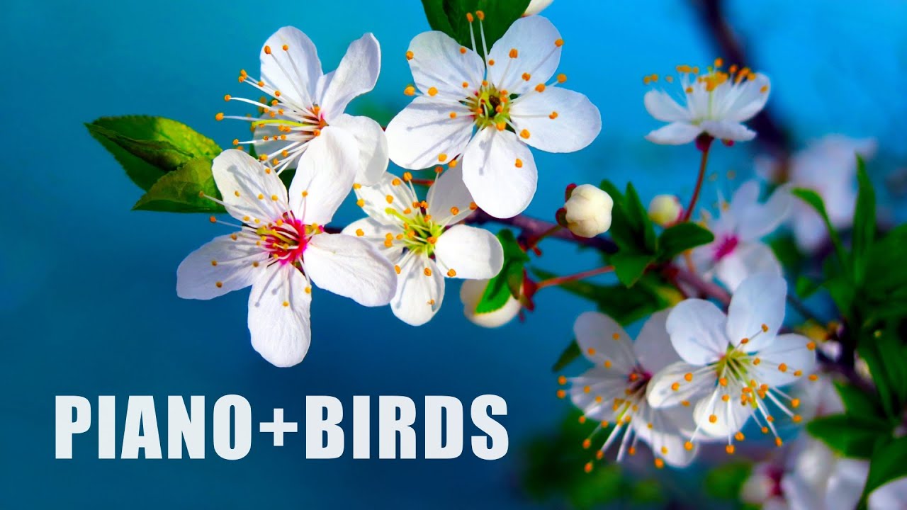 Morning Relaxing Music - Piano Music, Positive Music, Study Music (Madison)