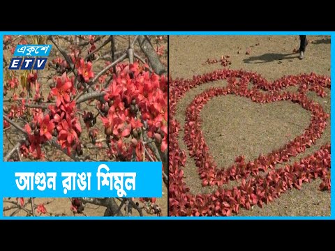 বসন্তে আগুন রাঙা শিমুল ফুটেছে