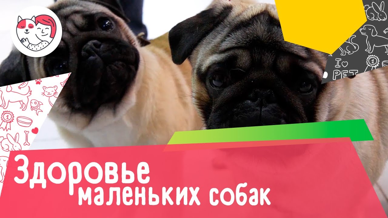 5 самых распространенных проблем со здоровьем у маленьких пород собак