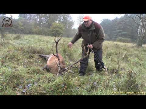 Driven Hunt in Poland : Drivjagt Polen ; Drückjagd Polen: october 2016